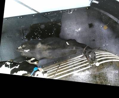 Sample image from OpenCow2020