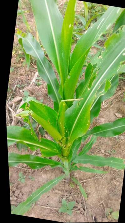 Sample image from KaraAgro AI Maize