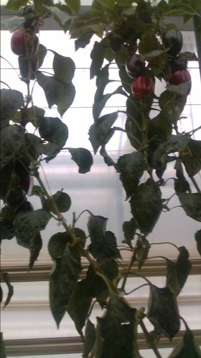 Sample image from BUP19
