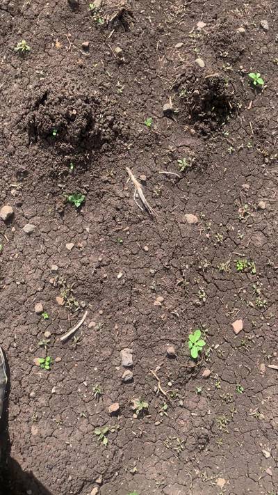 Sample image from Supervisely Potatoes