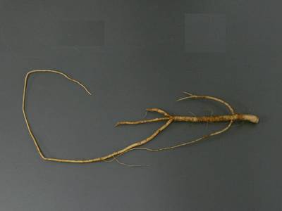 Sample image from Alfalfa Roots
