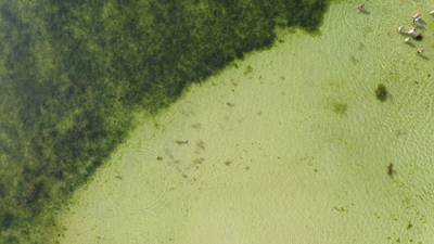 Sample image from AFO