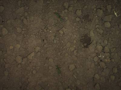 Sample image from Supervisely HRDA Plants Demo