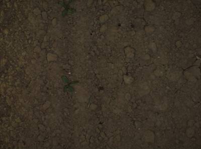 Sample image from Sugar Beets 2016