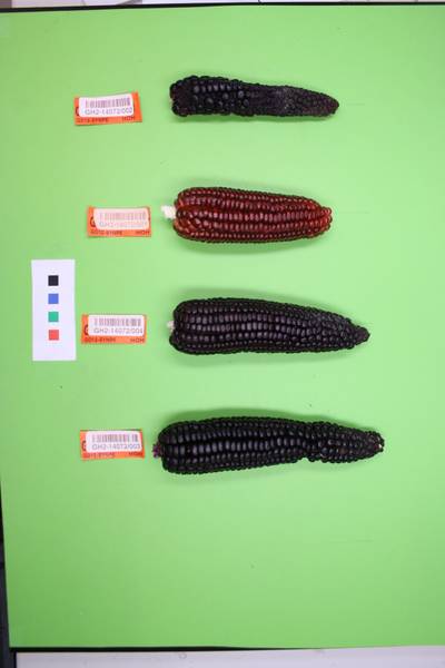 Sample image from Maize Cobs