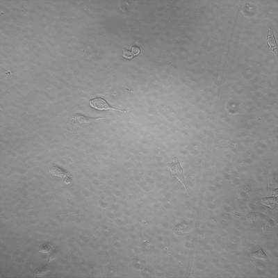 Sample image from Recognizance'22 Round 2