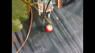 Sample image from Strawberry Dataset for Object Detection