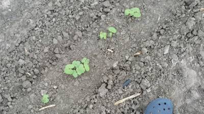 Sample image from DeepSeedling