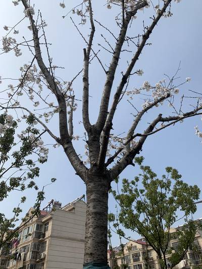 Sample image from Urban Street: Branch