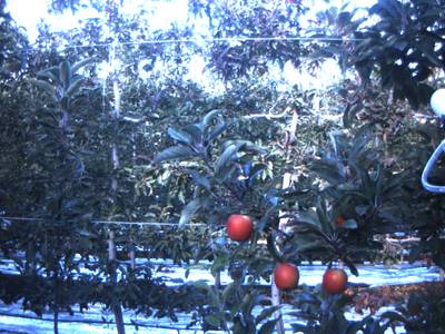 Sample image from Apple Dataset Benchmark from Orchard Environment
