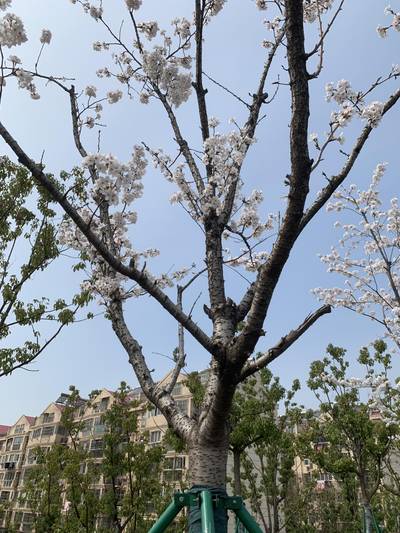 Sample image from Urban Street: Branch