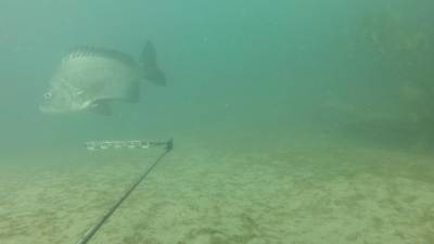 Sample image from DeepFish