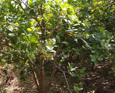 Sample image from CADI-AI