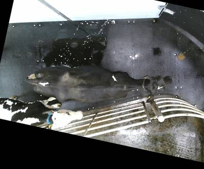Sample image from OpenCow2020
