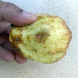 Sample image from FruitNet and FruitBox Dataset