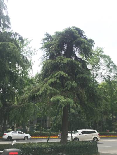 Sample image from Urban Street: Tree