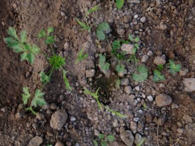 Sample image from Carrot-Weed