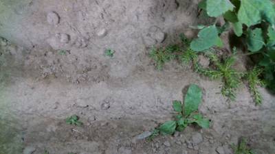 Sample image from Dataset of Annotated Food Crops and Weed Images