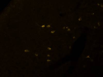 Sample image from Fluorescent Neuronal Cells