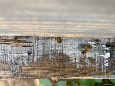 Sample image from Bee Image Object Detection