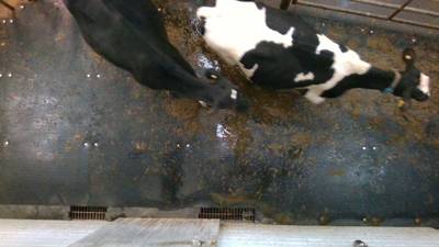 Sample image from Cows2021