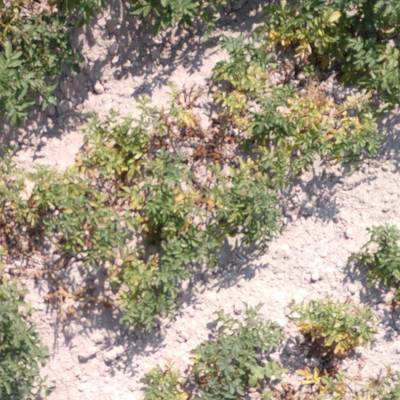 Sample image from Multispectral Potato Plants Images