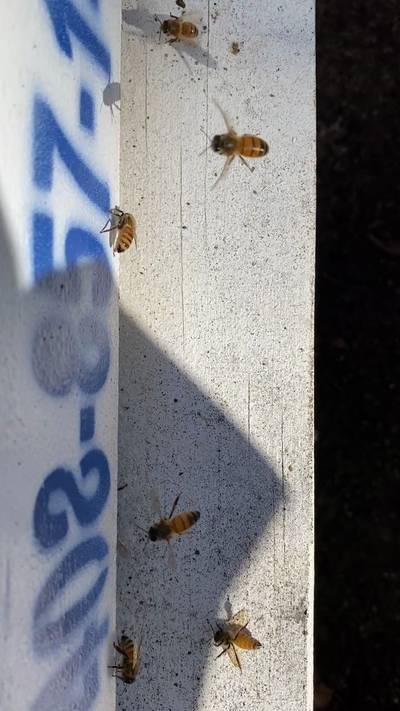 Sample image from Bee Image Object Detection