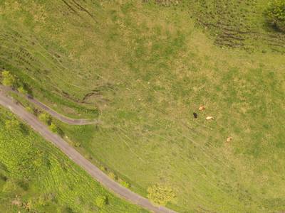 Sample image from Cattle Detection and Counting in UAV Images