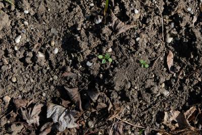 Sample image from Perrenial Plants Detection