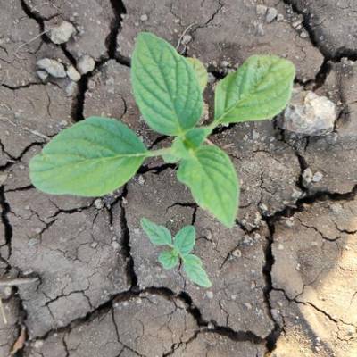 Sample image from Crop and Weed Detection