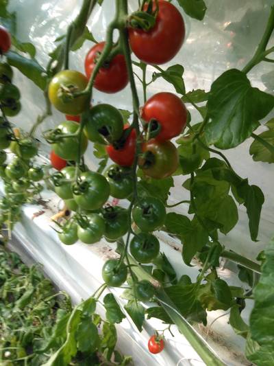 Sample image from LaboroTomato
