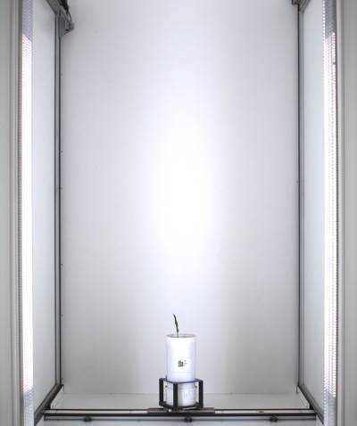 Sample image from Maize Whole Plant Image