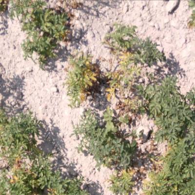 Sample image from Potato Plants Images