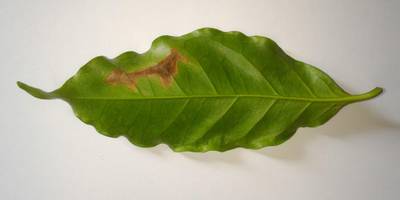 Sample image from Coffee Leaf Biotic Stress