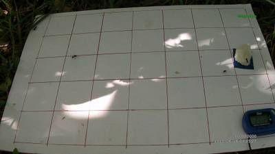 Sample image from Ant Detection