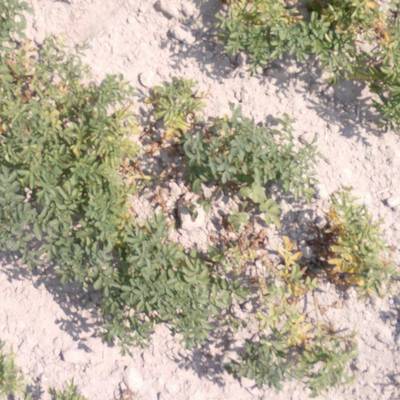 Sample image from Potato Plants Images