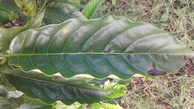 Sample image from RoCoLe