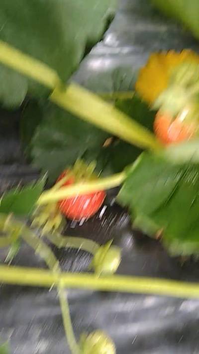 Sample image from Strawberry Dataset for Object Detection