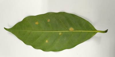 Sample image from Coffee Leaf Biotic Stress