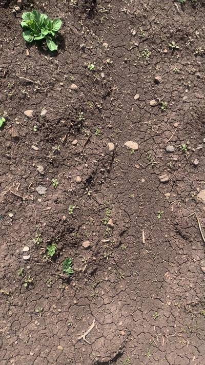 Sample image from Supervisely Potatoes