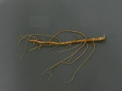 Sample image from Alfalfa Roots