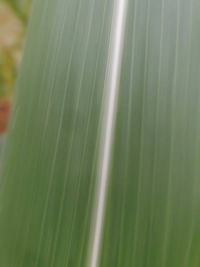 Sample image from KaraAgro AI Maize