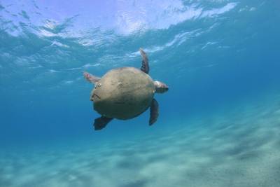 Sample image from Sea Turtle 2022