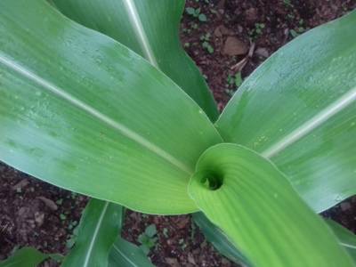 Sample image from Corn Leaf Infection