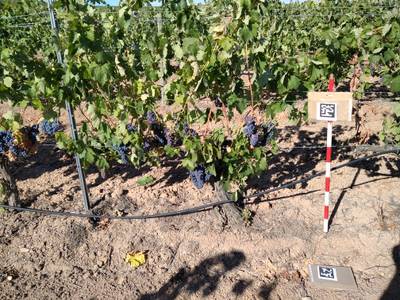 Sample image from AI4Agriculture Grape Dataset