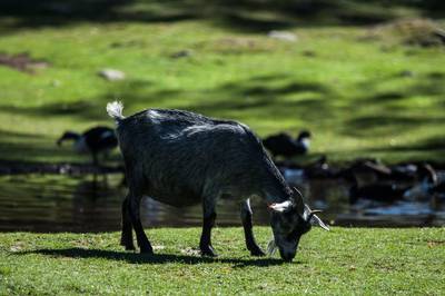 Sample image from Goat Image