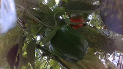 Sample image from Sweet Pepper