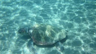 Sample image from Sea Turtle 2022