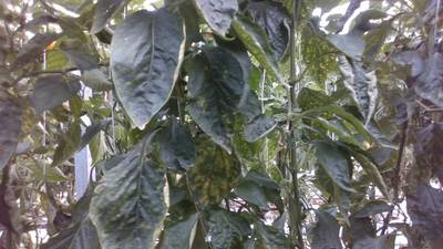 Sample image from Sweet Pepper