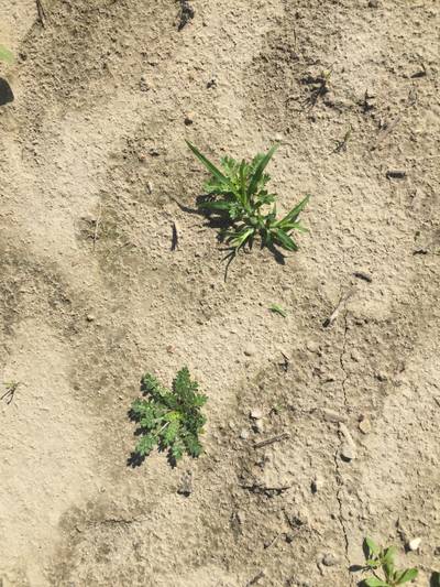 Sample image from CottonWeedDet3
